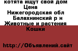 котята ищут свой дом › Цена ­ 10 - Нижегородская обл., Балахнинский р-н Животные и растения » Кошки   